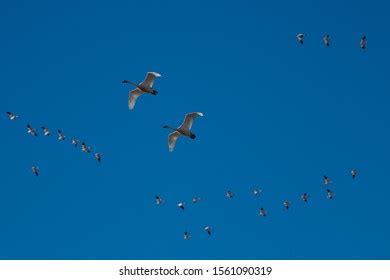 1,335 Tundra Swan Migration Images, Stock Photos & Vectors | Shutterstock