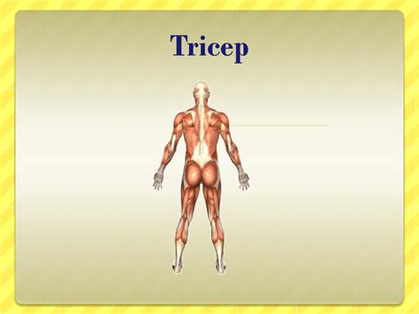 PPT - Anatomy Basics PowerPoint Presentation, free download - ID:1982539