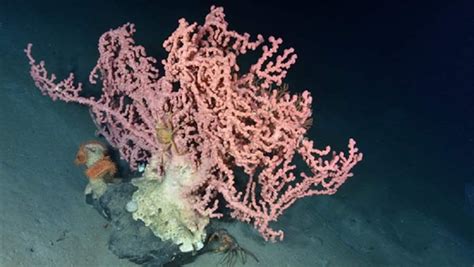 Deep Sea Coral Discovery Shows Need To Protect Ocean Off New England