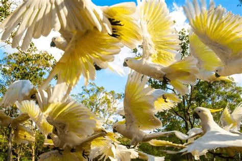 541 Cockatoo Backyard Royalty-Free Photos and Stock Images | Shutterstock