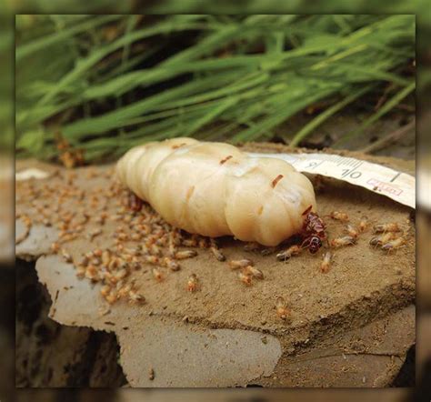 What Do Termite Eggs Look Like Exploring Their Secret World