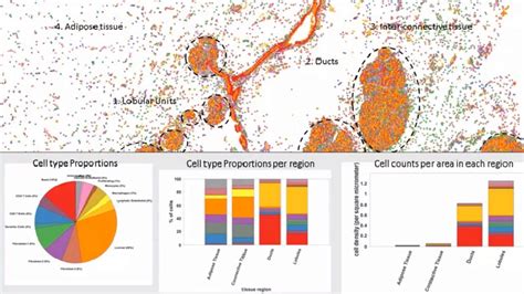 Human Cell Atlas A Spatially Resolved Map Of Human Breast Tissue Akoya