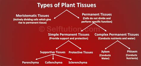 Supporting Tissue