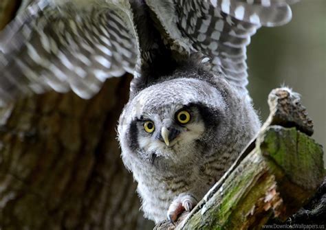 Free download | HD PNG bird hawk owl look owl predator wallpaper background best stock photos ...