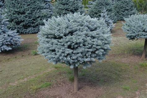 Groundwrx Spruce Dwarf Globe Blue On A Standard