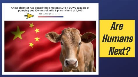 China Claims To Have Cloned 3 Super Cows Youtube