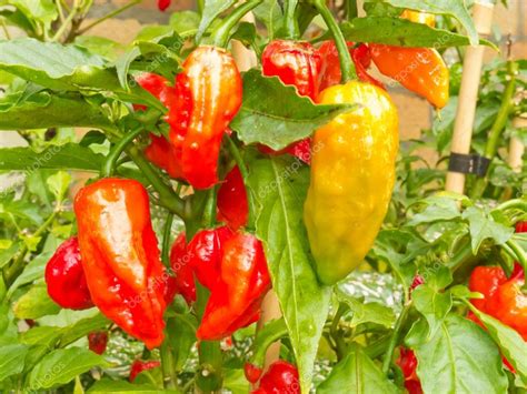 Pictures : ghost pepper plants | Specialty peppers Ghost Chili ripe to ...