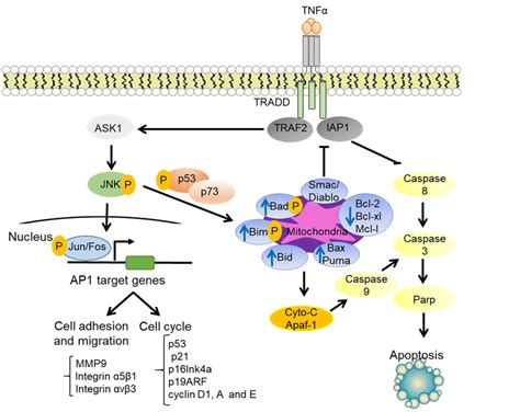 JNK Regulation Of Cell Cycle Progression Cell Adhesion And Cell