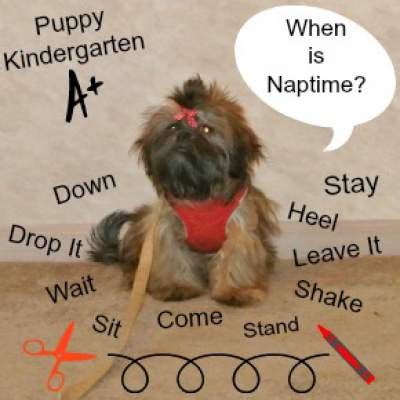 Shih Tzu Puppy Training: Tips and Tricks