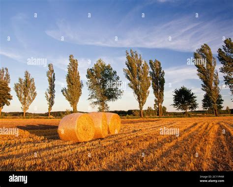 Stubble Field In Sunset Light With Straw Bales Stock Photo Alamy