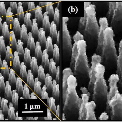 A Tilt View Sem Images Captured From Dnc Decorated With Agnps