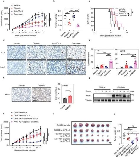 【nature子刊】浙江大学最新研究：提高癌症免疫治疗的有效策略腾讯新闻