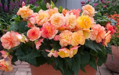 50 Types of Begonias (Begonia Varieties with Pictures)