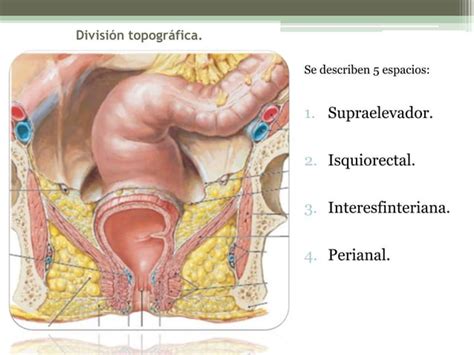 Abscesos y fístulas ano rectales PPT