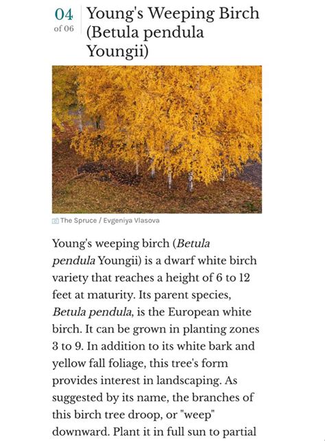 Birch Tree Example Betula Pendula Weeping Birch European White Birch