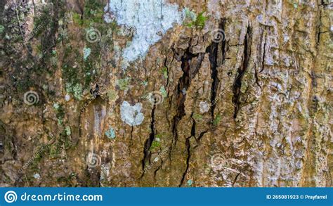 Textura De Corteza De Madera Sorprendente Como Fondo Imagen De Archivo