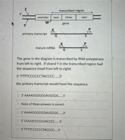 Solved The gene in the diagram is transcribed by RNA | Chegg.com 