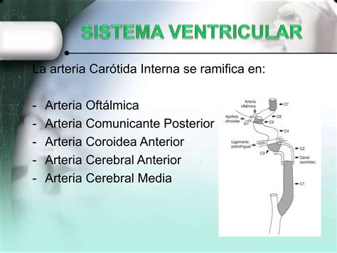 Meninges sistema ventricular e irigación encefálica PPT Descarga