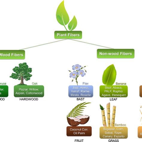 Taxonomy of the plant fibers. The plant fibers are categorized into two ...