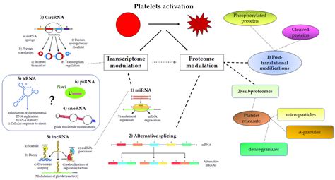 Schematic View Of Platelet Transcriptome Proteome Modulation Upon