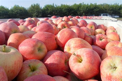 Organic Gala Apples | Produce Geek