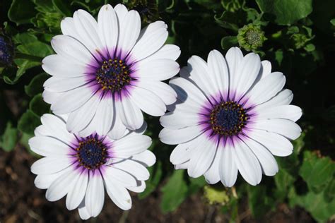 Daisy - April birth flower - Down to Earth Gardening