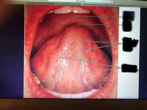 Ventral Surface Of The Tongue Diagram Quizlet