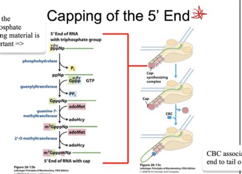 Module 3.2: Eukaryotic pre-mRNA Processing Flashcards | Quizlet