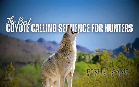 The Best Coyote Calling Sequence For Hunters Fish And Game Report