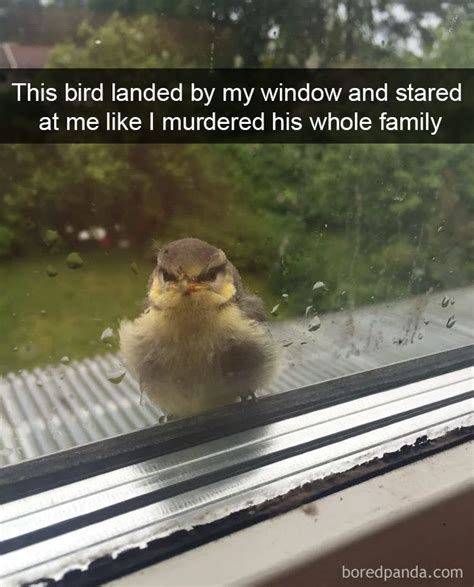 50 Times People Snapchatted Birds Doing Funny Things | DeMilked