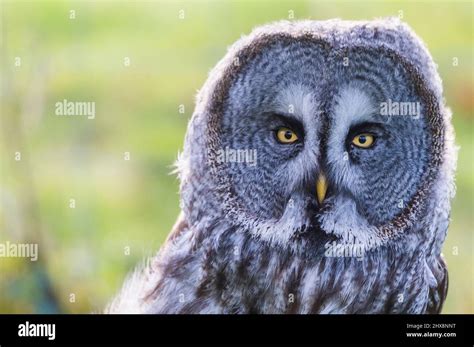 Owl With Yellow Eyes Hi Res Stock Photography And Images Alamy