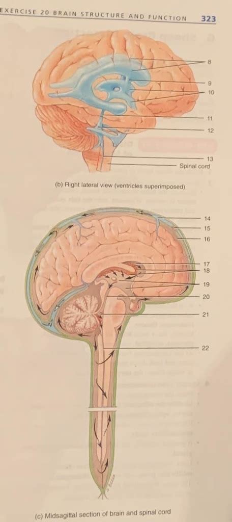 Csf Ventricles Diagram Diagram Quizlet