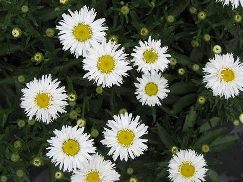 ‘Sante’ Shasta Daisy - Plants4Home