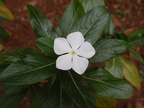 Plantekey Auroville Botanical Garden