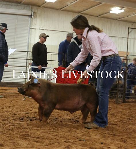 Hot Shots Lainie S Livestock