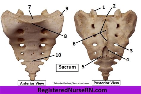 Anatomy Bony Features Of The Sacrum Diagram Quizlet