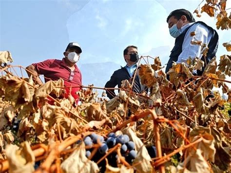 Indap Biobío levanta catastro para ayudar a agricultores afectados por