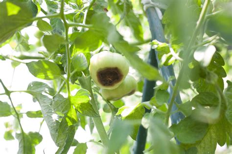 Why Are My Tomatoes Turning Black Causes And Prevention