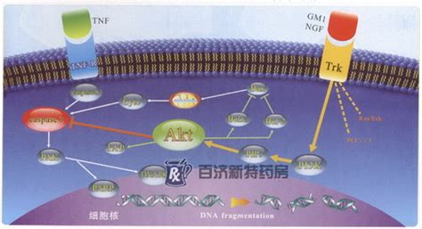 澳苷 神经节苷脂，修复神经细胞同时多途径保护神经细胞 百济新特药房网