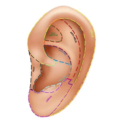 Mapa Regi Es Auriculoterapia Chinesa Acupontos Auriculares A