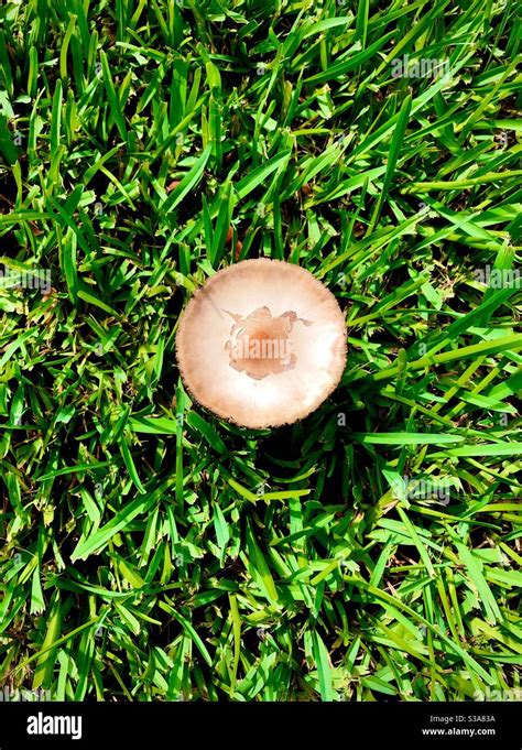 Overview Of A Common Lawn Mushroom Stock Photo Alamy