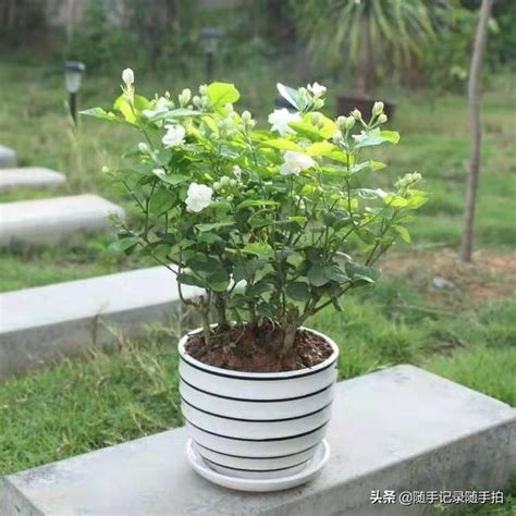 茉莉花養殖經驗，茉莉花不捲葉、干葉、干梢的秘密 每日頭條