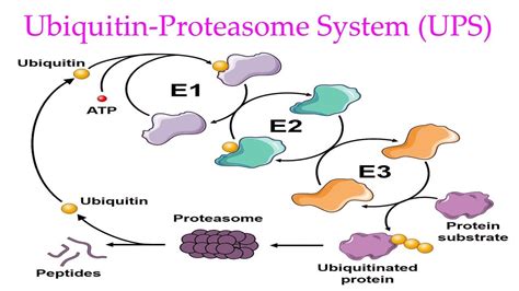 Ubiquitin Proteasome System Explained Ubiquitin Proteasome Pathway In