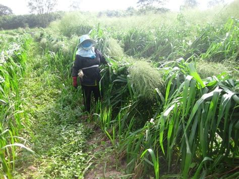 Siambaza Mombasa Grass Panicum Maximum Tropical Seedstropical Seeds