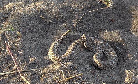 Oklahoma Farm Report - Snake Spotting - What to Look For When ...