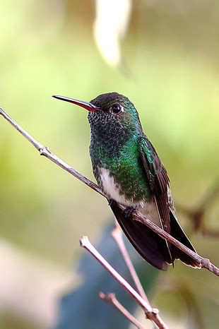 Beija Flor De Garganta Verde Amazilia Fimbriata Wikiaves A