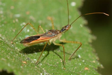 Leafhopper Assassin Bug Zelus Renardii Reduviidae Flickr