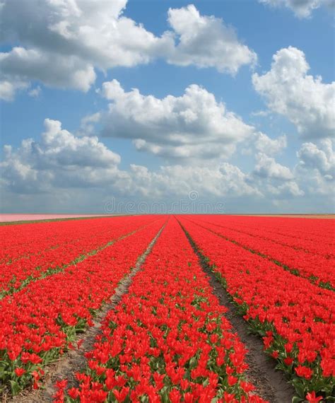 19 Flowerfield Free Stock Photos Stockfreeimages