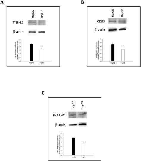 Tnf R1 A Cd95 B And Trail R1 C Expression Obtained From Hepg2