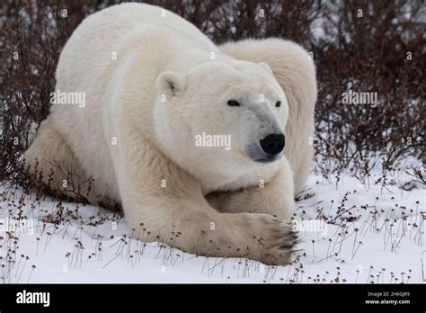 Endangered species, endangered, rare Stock Photo - Alamy